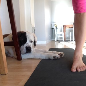Tiny was trying to get in on my yoga practice. He thought I should be practicing petting him instead